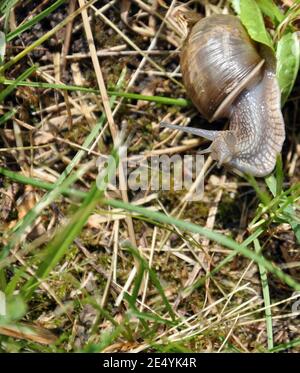 Macro d'une escargot gris (Cornu aspersum) dans l'herbe, copy space, Close up Banque D'Images