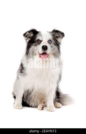 vieux chien bleu bordure merle collie devant un arrière-plan blanc Banque D'Images