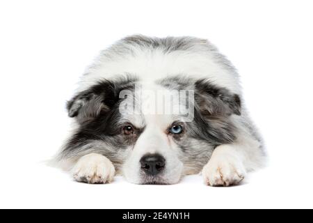 vieux chien bleu bordure merle collie devant un arrière-plan blanc Banque D'Images