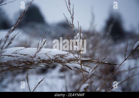 Belle, neigeuse et naturelle blé, wisip plantes dans les champs. Blancheur parfaite et look hivernal dans la nature. Banque D'Images