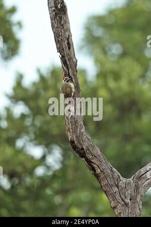 Pic de Bennett (Campethera bennettii bennettii) femelle adulte sur arbre mort Kruger NP, Afrique du Sud Novembre Banque D'Images