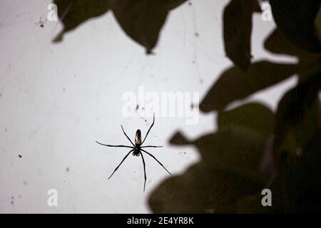 Grande araignée sinistre sur fond sombre. Araignée dorée (orbe-tisserands en soie dorée) accrochée sur la toile d'araignée à la lumière du matin. Banque D'Images