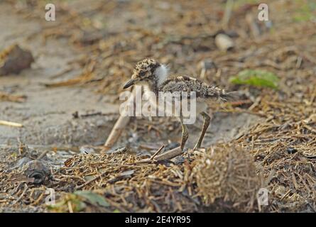 Forgeron Lapwing (Vanellus armatus) jeune poussin près des eaux de la limite du parc national Kruger, Afrique du Sud Novembre Banque D'Images