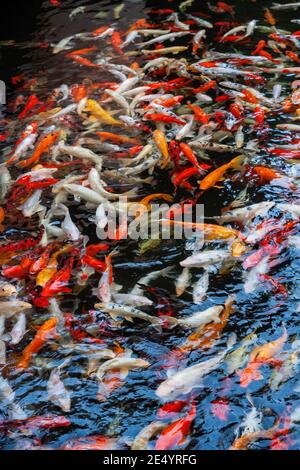 Étang rempli de poissons Koi (nishikigoi) abstrait coloré Banque D'Images