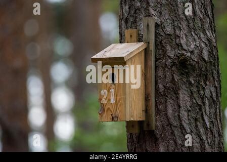 Une boîte de nidification en bois pour les oiseaux suspendus d'un arbre dans la forêt. Banque D'Images