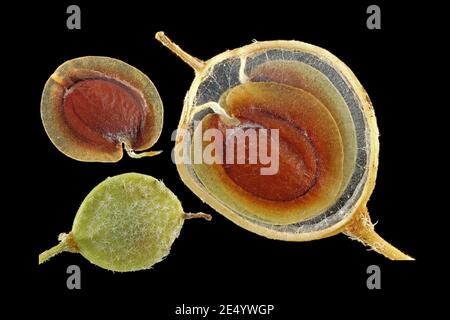 Alyssum murale, Mauer-Steinkraut, gros plan, fruits aux graines Banque D'Images