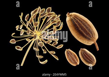 Anethum graveolens, Dill, gros plan, graines (fruits), ombel Banque D'Images