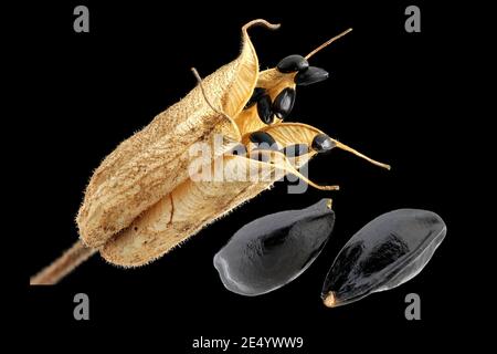 Aquilegia vulgaris, Common columbine, Gemeine Akelei, gros plan, fruits et graines Banque D'Images