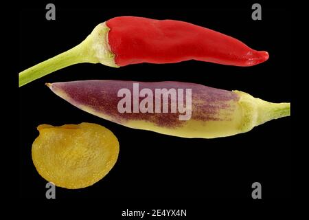Capsicum annuum, piment, Pfeffer espagnol, gros plan, fruits et graines Banque D'Images