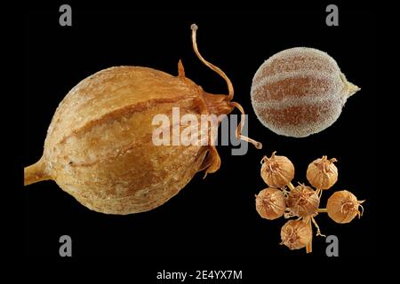 Coriandrum sativum, Coriander, Koriander, gros plan, fruits et graines, ombel Banque D'Images