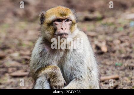 Singe macaque vivant dans des bois de cèdre près d'Azrou au Maroc Banque D'Images