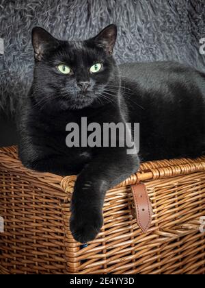 Chat noir assis sur le panier en osier Banque D'Images