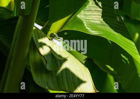 Mantis vert ou mantis religieux lat.Mantis religiosa est assis sur le Feuille verte d'un palmier de banane.UN grand insecte prédateur a déguisé dans le fol Banque D'Images