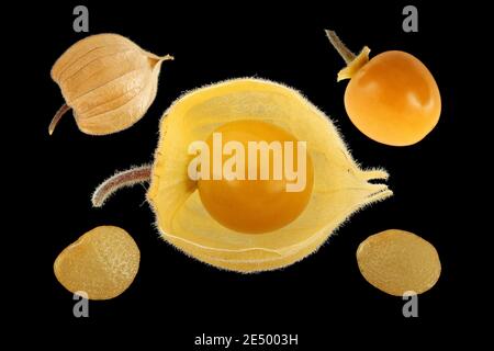 Physalis peruviana, cape groseille, Kapstachelbeere, gros plan, fruits, baies, calice, graines Banque D'Images