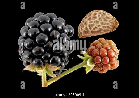 Rubus fruticosus, mûre, Brombeere, gros plan, fruits et graines, baies Banque D'Images