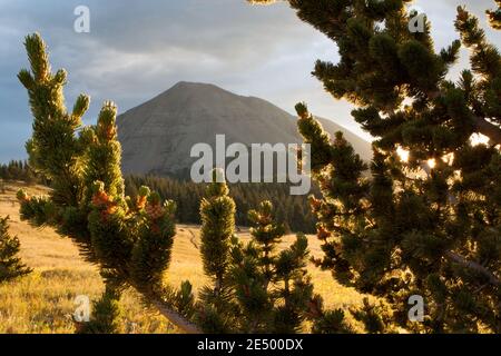 Un pin limber (pinus flexilis) encadre le pic ouest espagnol au lever du soleil dans le sud du Colorado, aux États-Unis. Banque D'Images