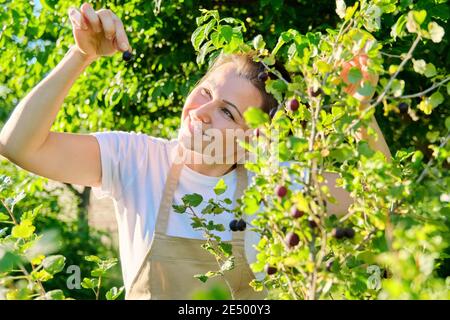 Femme dans le jardin cueillant des groseilles à maquereau douces mûres du Bush Banque D'Images