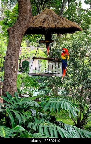 Perroquet de la Macaw rouge ou de l'Ara cacatoos assis dans un arbre Banque D'Images
