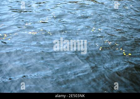 Berlin, Allemagne - 13 octobre 2013 : feuilles dans la rivière Spree Banque D'Images