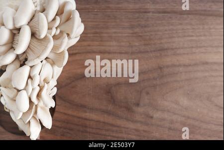 champignons d'huîtres frais cultivés sur un tableau de découpe de cuisine. régime végétarien. nourriture aux protéines végétales. légumes et champignons pour une alimentation saine. mise au point sélective.espace pour les copies. vue du dessus. Banque D'Images