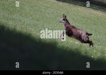 Une seule chamois s'élançant dans une colline sur un terrain d'herbe avec des fleurs au printemps. Banque D'Images