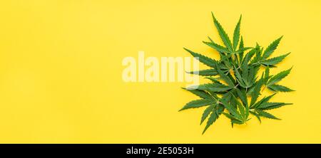 Feuilles de chanvre vert sur fond jaune. Plante de marijuana médicale. Cannabis Sativa. Longue bannière tendance avec espace de copie, maquette. Légaliser les mauvaises herbes Banque D'Images