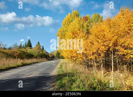 Route de campagne asphaltée, avec des arbres jaunes de couleur automnale et de l'herbe sur les côtés, beau ciel bleu à distance Banque D'Images