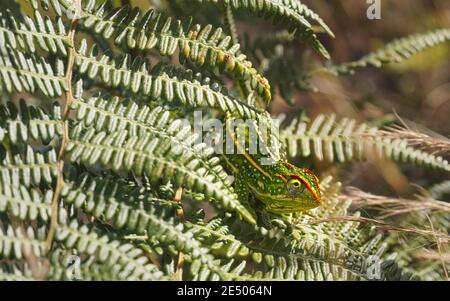 Petit chameleon de Campan, joyaux - Furcifer campani - reposant sur des feuilles de fougères vertes éclairées par le soleil. La plupart des Chamelons sont endémiques à Madagascar et peuvent être vus Banque D'Images