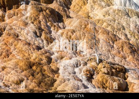 Arbre mort pris en débit, Mammoth Hot Springs, parc national de Yellowstone, Wyoming, États-Unis Banque D'Images