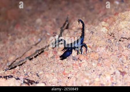 Scorpion de forêt asiatique (Heterometrus spinifer) bleu-noir (bleu métallique) géant 10 cm de scorpion chasse des blattes géantes Periplaneta la nuit. Sri Lanka, Banque D'Images