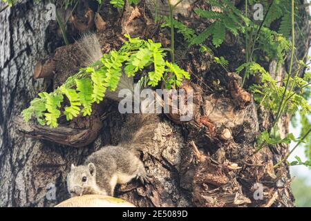 L'écureuil de Finlayson (Callosciurus finlaysonii) tient le fruit dans sa bouche. C'est un animal de canopée-dweller très changeant dans sa couleur, le col d'hiver Banque D'Images