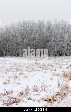 Le givre couvrait les arbres lors d'une matinée d'hiver brumeuse à la forêt Assiniboine, à Winnipeg, au Manitoba, au Canada Banque D'Images