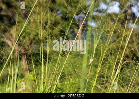 Les mauvaises herbes deviennent jaunes en hiver : les poils (Setaria) et d'autres plantes mauvaises herbes mûrissent. Amadina, la nourriture de la munia tachetée (Lonchura punctulata punctulata, paire) Banque D'Images