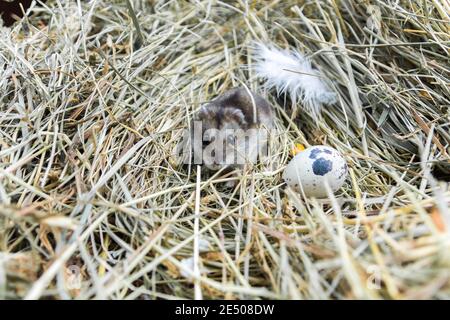 Oeuf de caille et de la souris sur le foin. L'atmosphère rurale. Banque D'Images