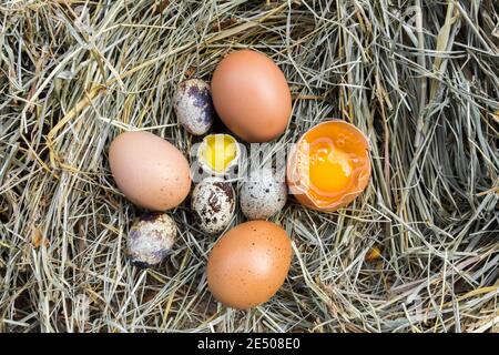 Une variété d'œufs dans la crèche. Oeufs de caille et de poulet. Banque D'Images