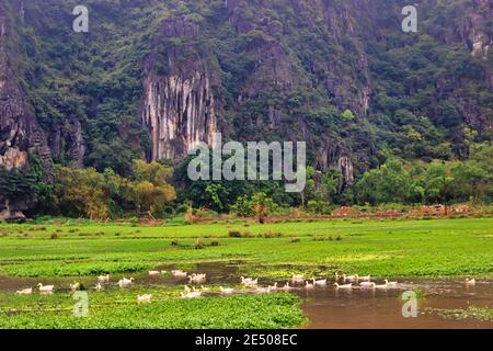 Ferme de canards au Vietnam. Reproduction de canards de Pékin blancs sur un étang naturel dans des montagnes incroyablement pittoresques. L'étang est couvert de jacinthe d'eau qui dans Banque D'Images