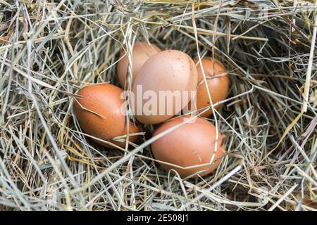 Un groupe d'oeufs de poule dans le foin. Close-up. Banque D'Images