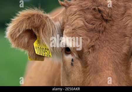 Gros plan d'un œil et d'une oreille de vache de bœuf limousin, indiquant le numéro de l'étiquette d'oreille à des fins d'identification. North Yorkshire, Royaume-Uni. Banque D'Images