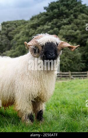 Valais blacknackose RAM, une race de montagne de Suisse importée au Royaume-Uni. Banque D'Images