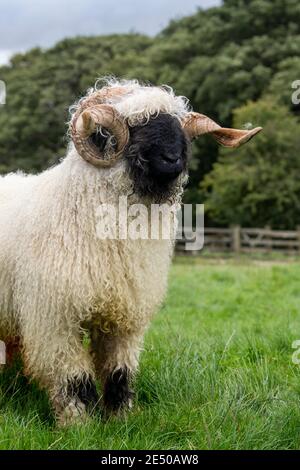 Valais blacknackose RAM, une race de montagne de Suisse importée au Royaume-Uni. Banque D'Images