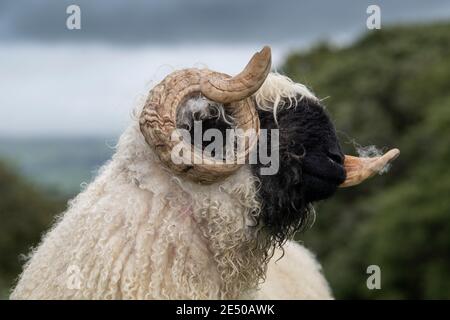 Valais blacknackose RAM, une race de montagne de Suisse importée au Royaume-Uni. Banque D'Images