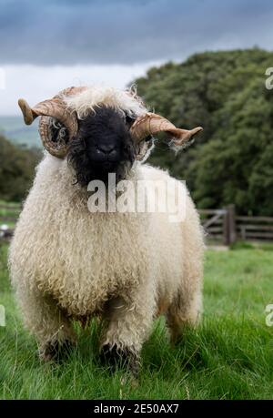 Valais blacknackose RAM, une race de montagne de Suisse importée au Royaume-Uni. Banque D'Images