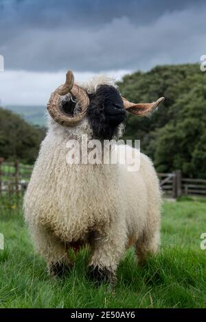 Valais blacknackose RAM, une race de montagne de Suisse importée au Royaume-Uni. Banque D'Images