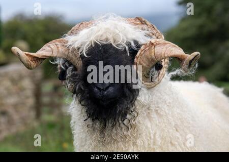 Valais blacknackose RAM, une race de montagne de Suisse importée au Royaume-Uni. Banque D'Images