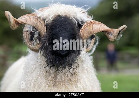 Valais blacknackose RAM, une race de montagne de Suisse importée au Royaume-Uni. Banque D'Images