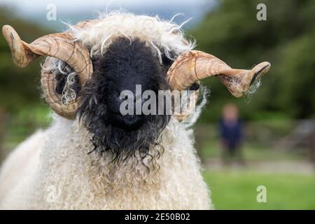 Valais blacknackose RAM, une race de montagne de Suisse importée au Royaume-Uni. Banque D'Images