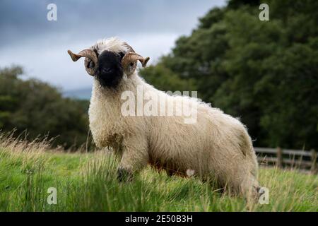 Valais blacknackose RAM, une race de montagne de Suisse importée au Royaume-Uni. Banque D'Images