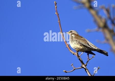 F) Fieldfare (Turdus en hiver. Kent, UK Banque D'Images