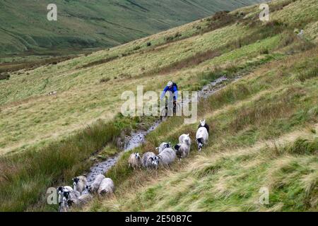 Personne en vélo de montagne qui traverse un troupeau de moutons qui sont rassemblés au large des Howgill Fells à Cumbria, une partie des 'Western Dales' dans le Yorkshire Da Banque D'Images