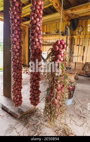 De longs paquets d'oignons rouges sont suspendus du plafond d'un magasin de légumes en bois. Légumes biologiques, récolte. Banque D'Images